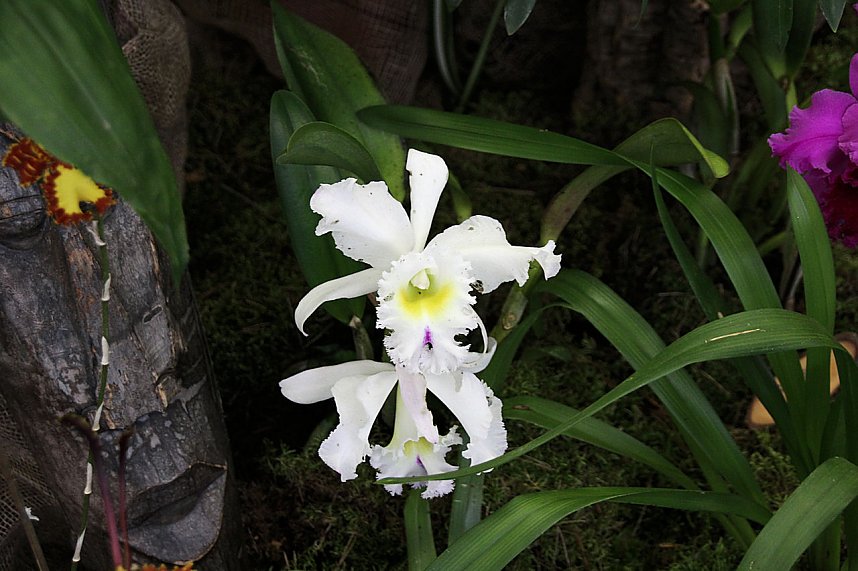 Orchideen in Nordhausen