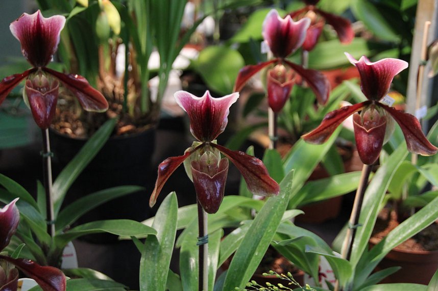 Orchideen in Nordhausen