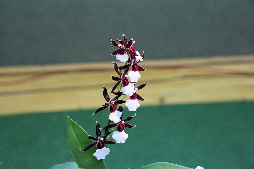 Orchideen in Nordhausen