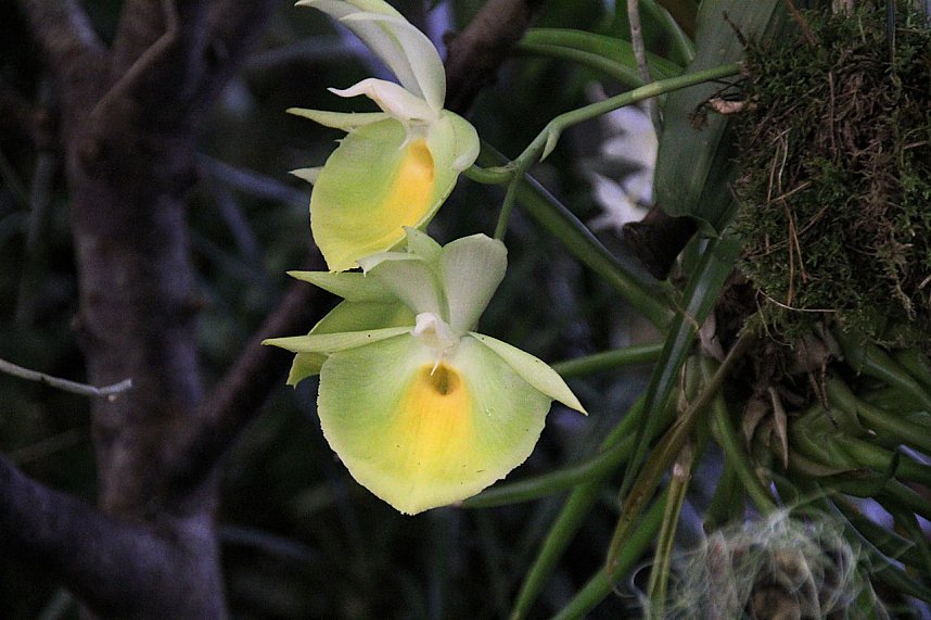 Orchideen in Nordhausen