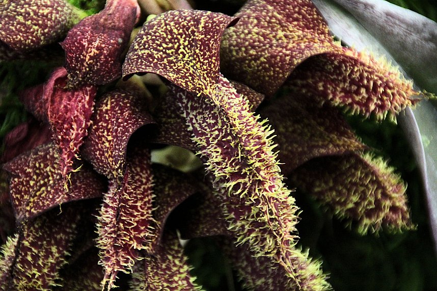 Orchideen in Nordhausen