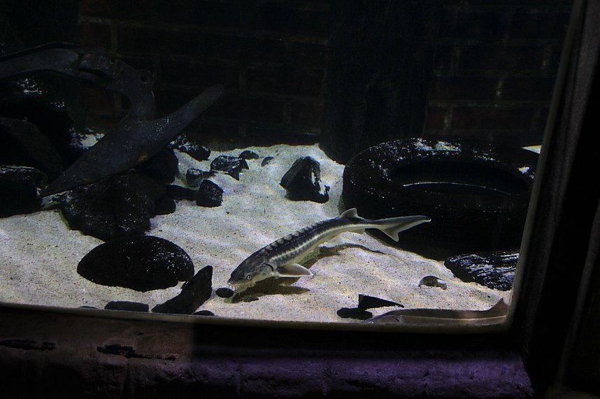 nnz-Leser in Berlin unterwegs: Aqua Dom und Sea Life