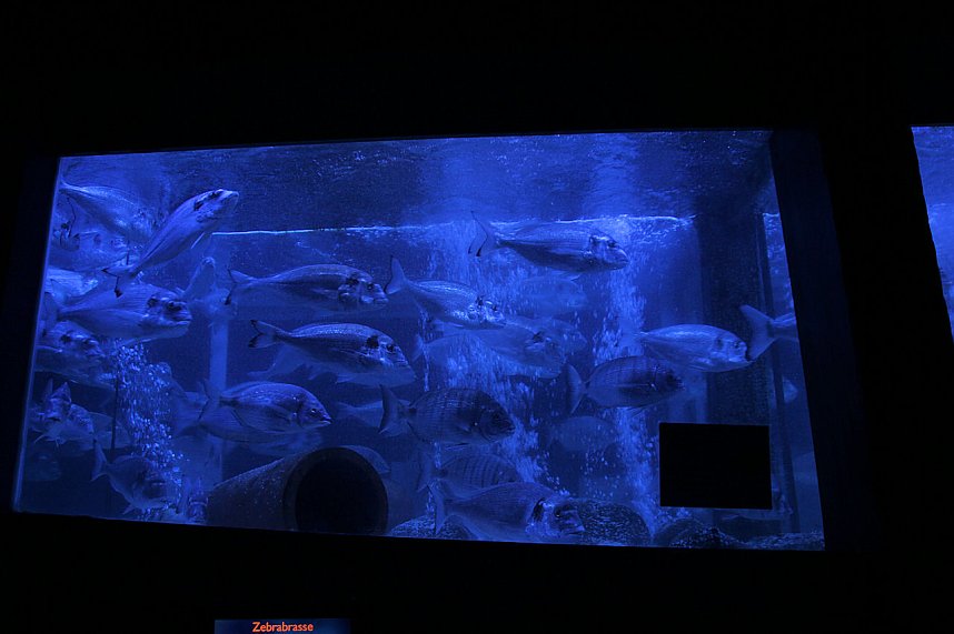 nnz-Leser in Berlin unterwegs: Aqua Dom und Sea Life