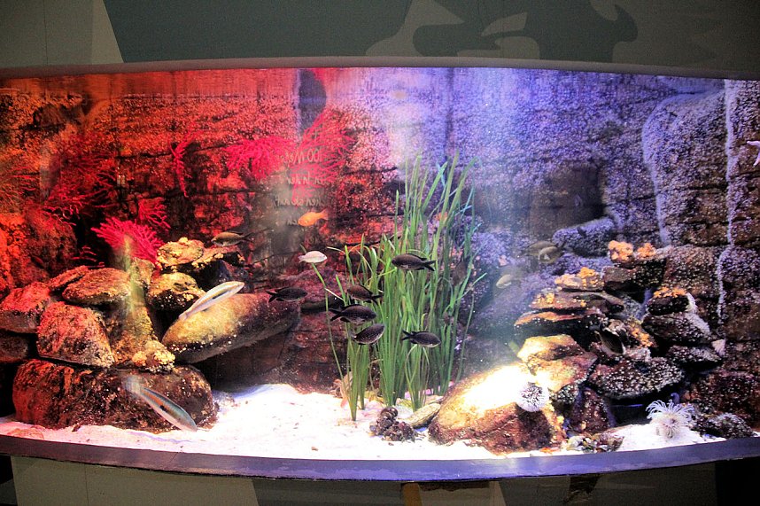 nnz-Leser in Berlin unterwegs: Aqua Dom und Sea Life