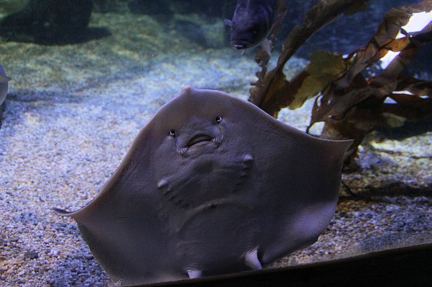 nnz-Leser in Berlin unterwegs: Aqua Dom und Sea Life