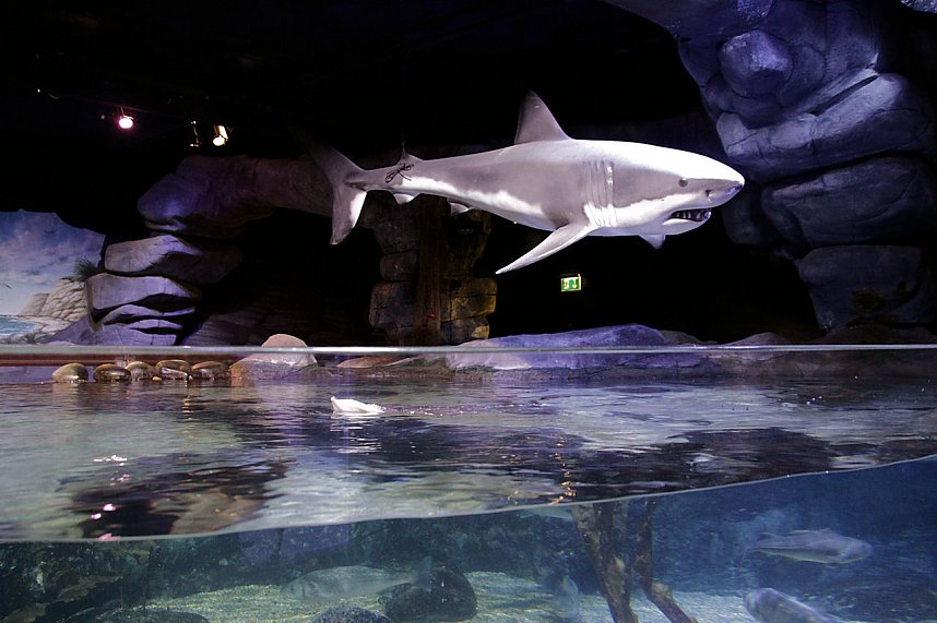 nnz-Leser in Berlin unterwegs: Aqua Dom und Sea Life