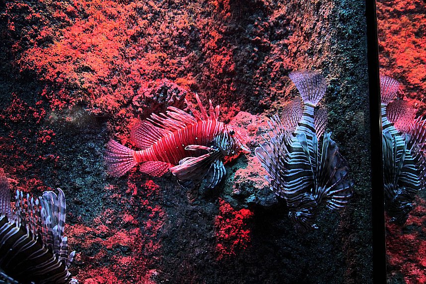 nnz-Leser in Berlin unterwegs: Aqua Dom und Sea Life