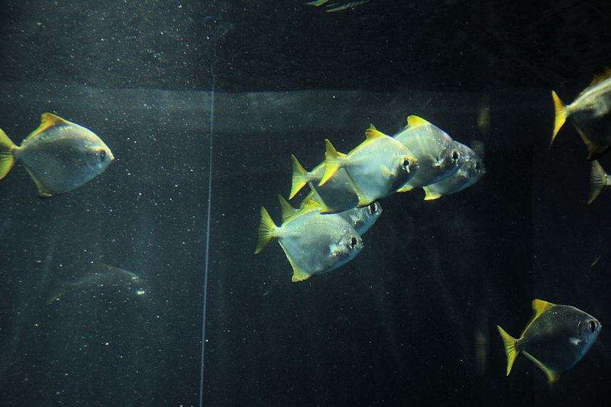 nnz-Leser in Berlin unterwegs: Aqua Dom und Sea Life