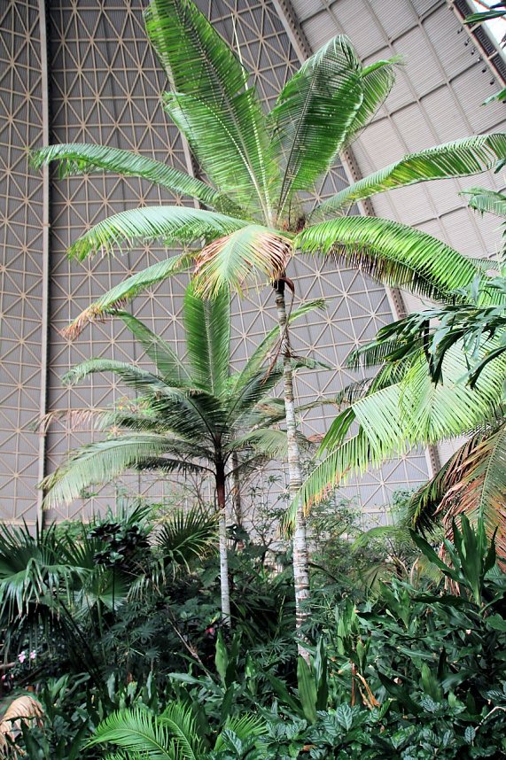 Tropischer Abstecher