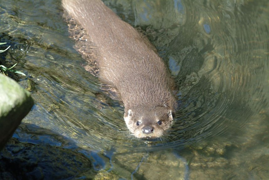 Hilfe f&uuml;r Fischotter