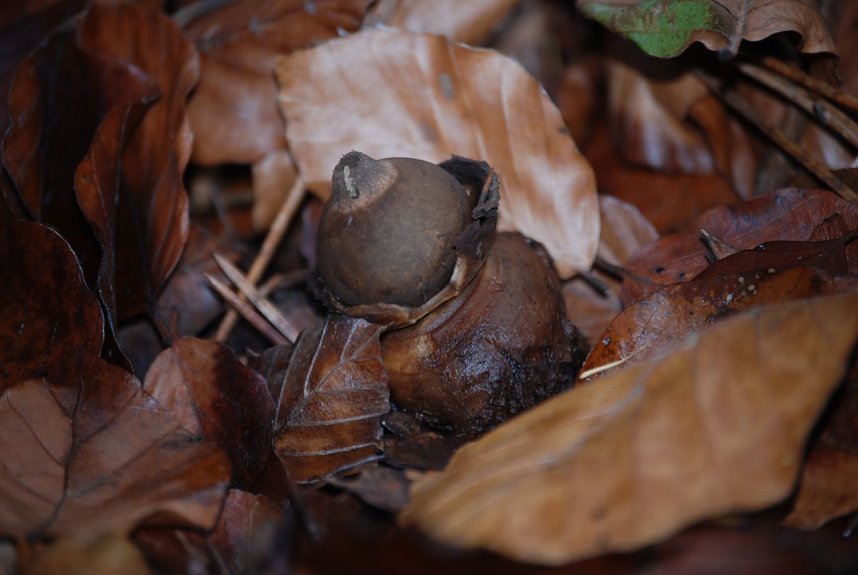 Pilze im Mittelpunkt