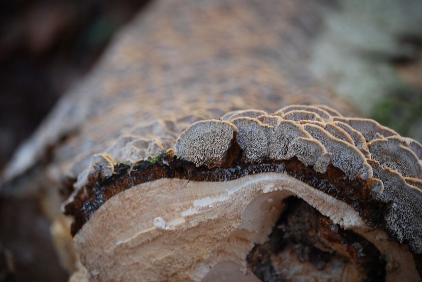 Pilze im Mittelpunkt