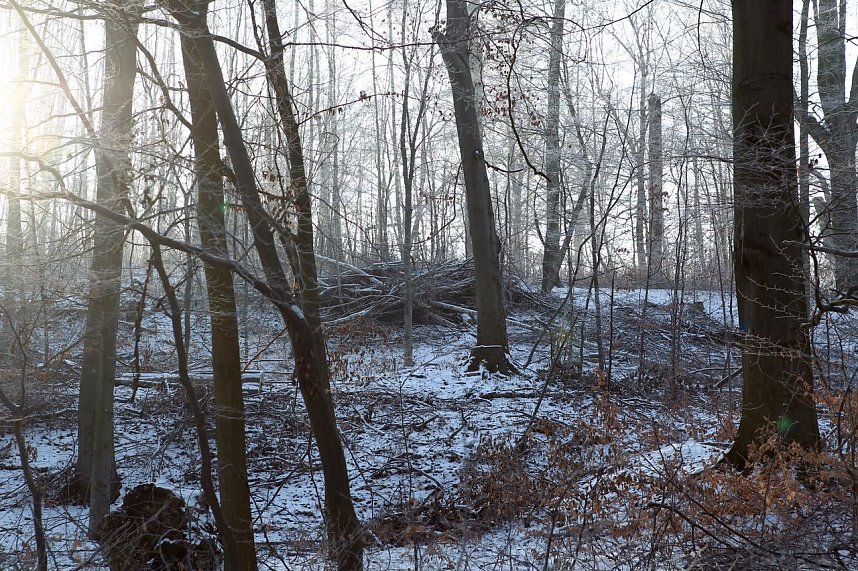 Kahlschlag im Gehege?