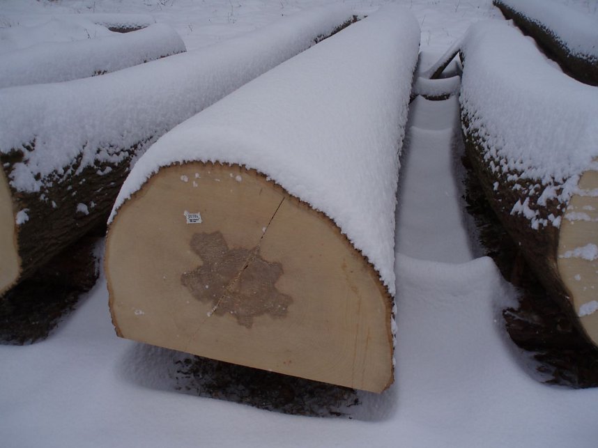  Eine Superesche aus der Langen Wand bei Ilfeld. Die Esche, der Weltenbaum  Yggdrasil  in der Nordischen Mythologie. Seine Zweige reichen &uuml;ber den ganzen Himmel und erstrecken sich &uuml;ber die ganze Welt