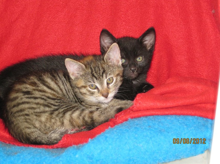 Suchen neues Zuhause