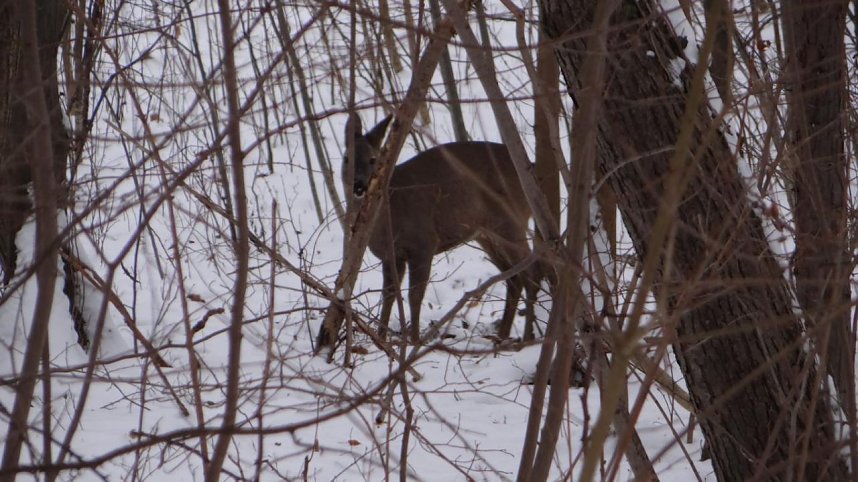 Natur pur vor eigenen Haus