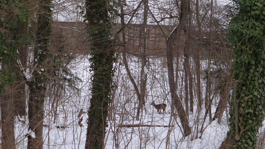 Natur pur vor eigenen Haus