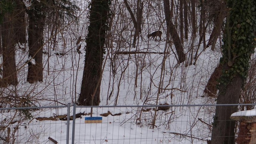 Natur pur vor eigenen Haus