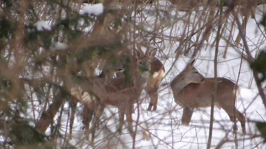 Natur pur vor eigenen Haus