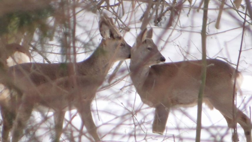 Natur pur vor eigenen Haus