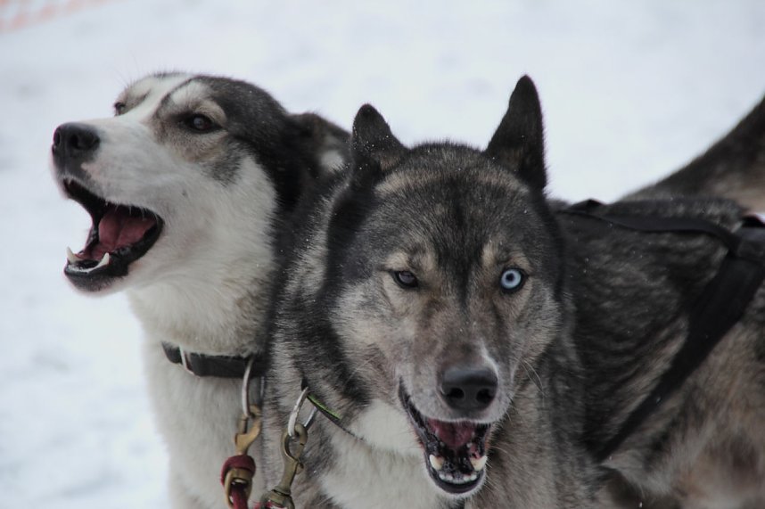 Schlittenhunderennen in Benneckenstein