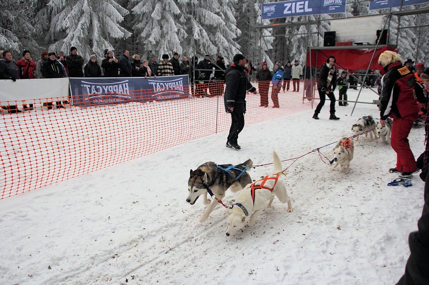 Schlittenhunderennen in Benneckenstein