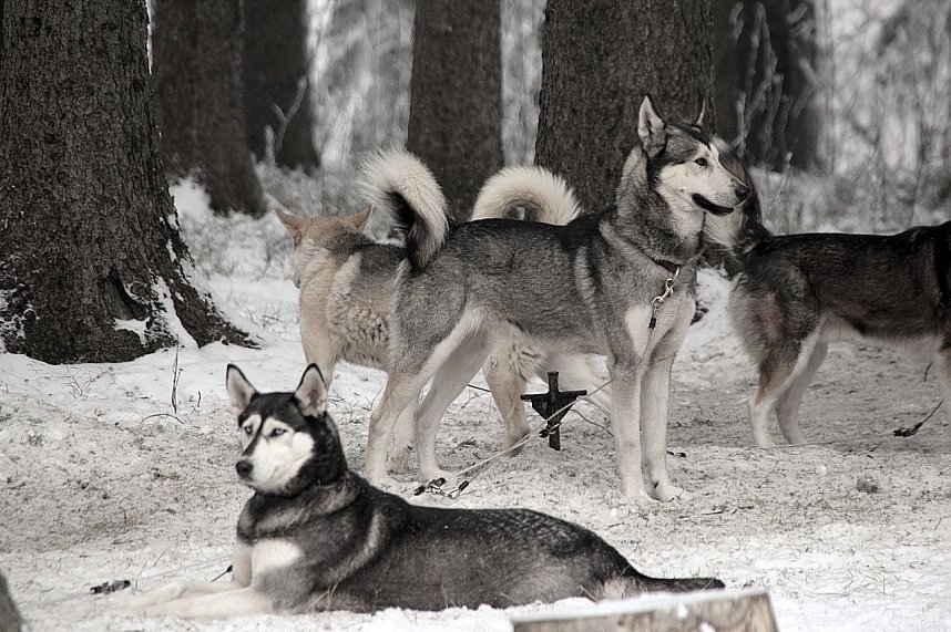 Schlittenhunderennen in Benneckenstein