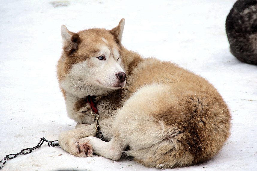 Schlittenhunderennen in Benneckenstein