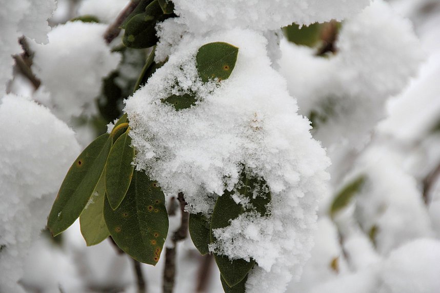 Schlittenhunderennen in Benneckenstein