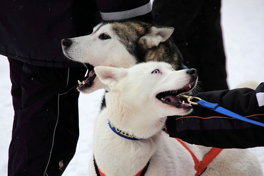 Schlittenhunderennen in Benneckenstein