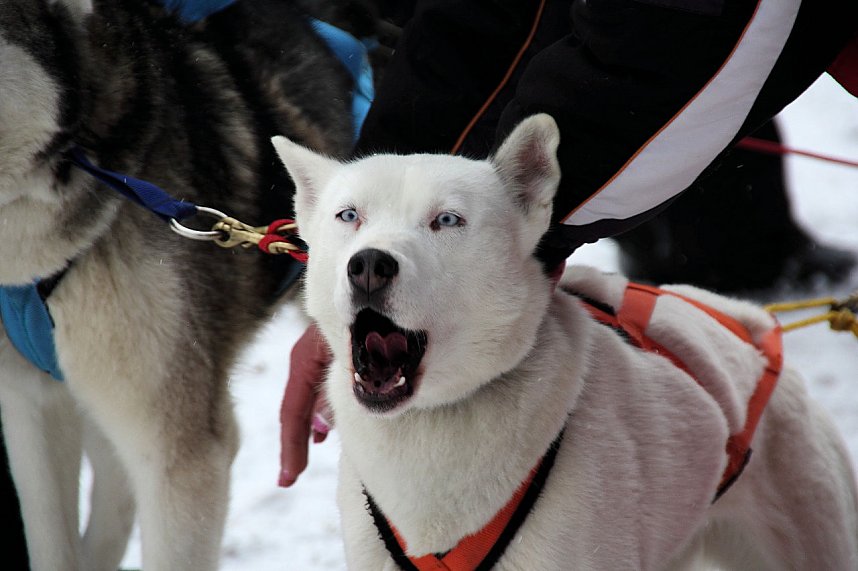 Schlittenhunderennen in Benneckenstein