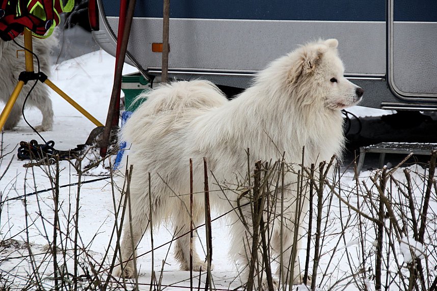 Schlittenhunderennen in Benneckenstein