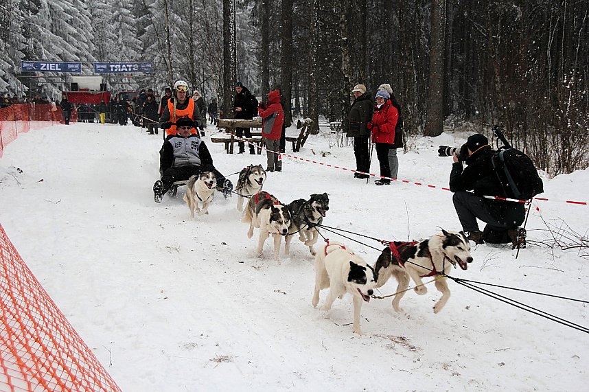 Schlittenhunderennen in Benneckenstein