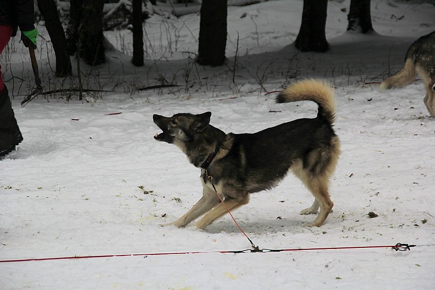 Schlittenhunderennen in Benneckenstein