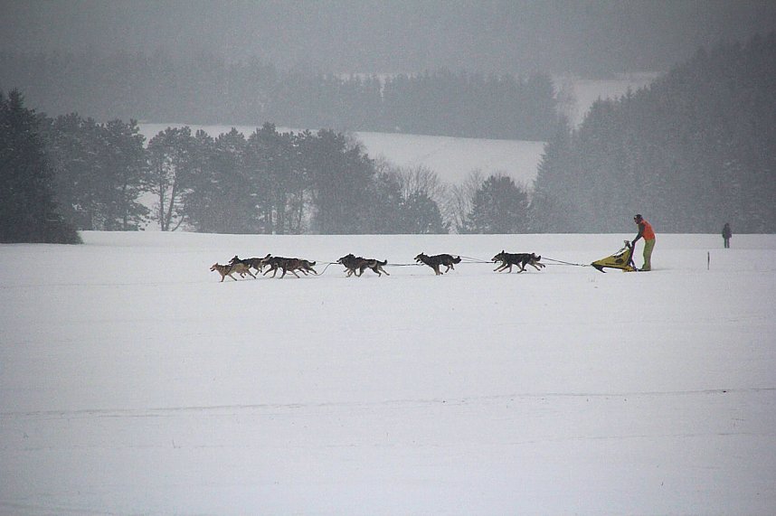 Schlittenhunderennen in Benneckenstein