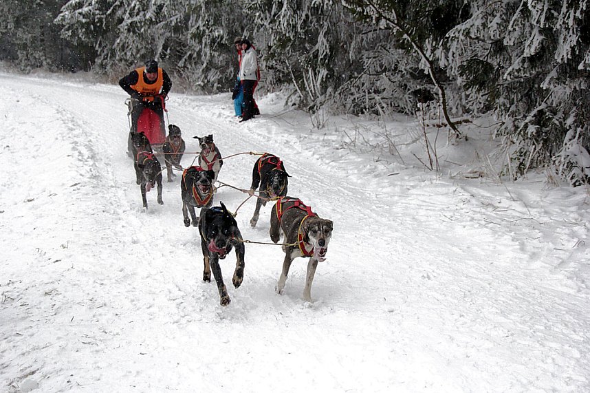 Schlittenhunderennen in Benneckenstein
