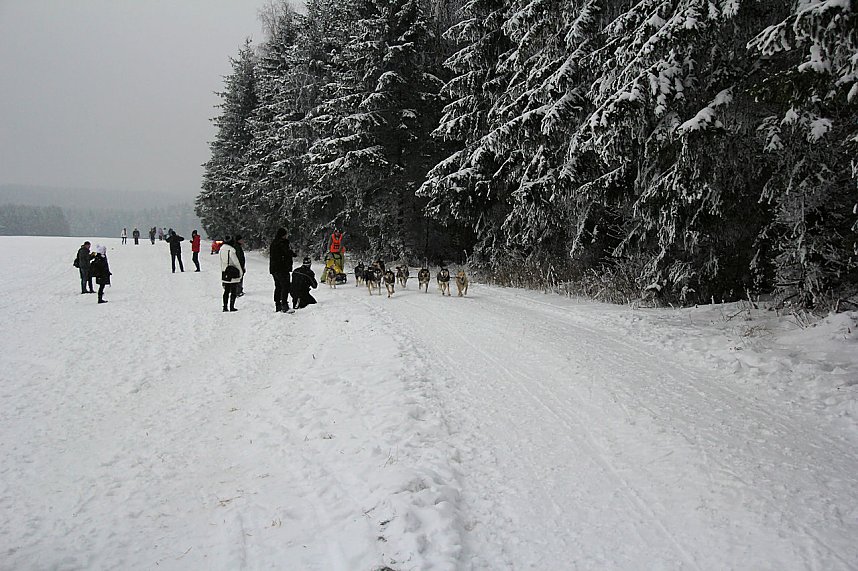 Schlittenhunderennen in Benneckenstein