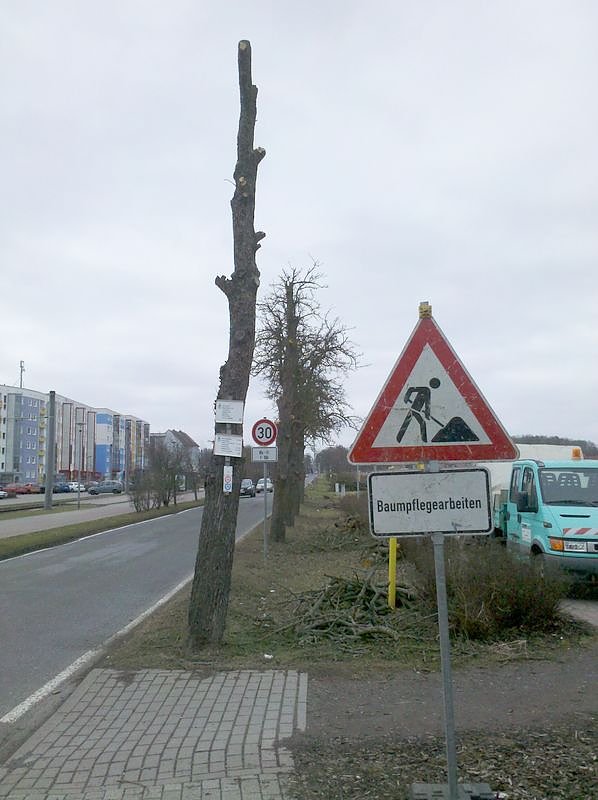 Gepflegte B&auml;ume