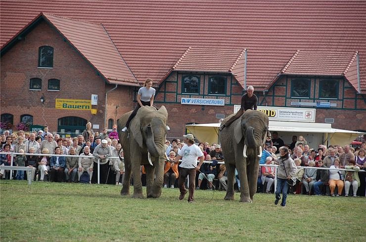 Kampf der Giganten auf dem Scheunenhof