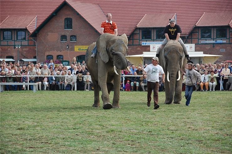 Kampf der Giganten auf dem Scheunenhof