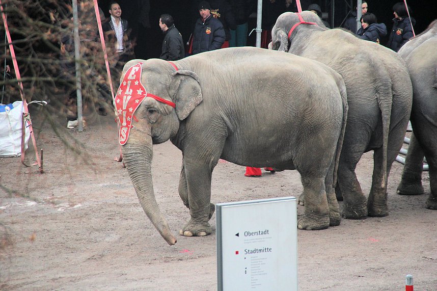 Der Zirkus stellt sich vor