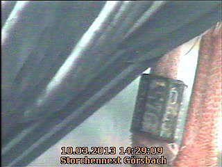 Neues aus dem Storchennest