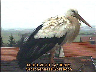 Neues aus dem Storchennest