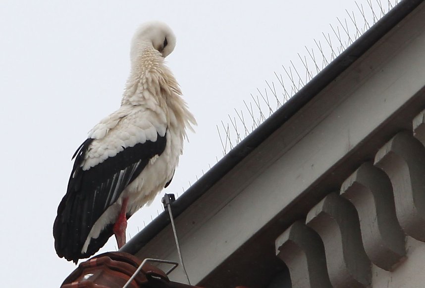 Tierischer Einsatz: Ziel des Einsatzes