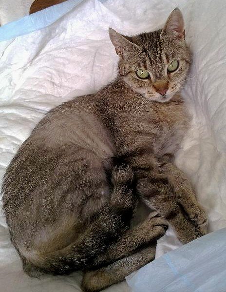 Schwere Zeiten f&uuml;r "Biene"