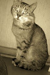 Schwere Zeiten f&uuml;r "Biene"