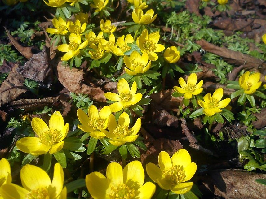 Fr&uuml;hling gefunden