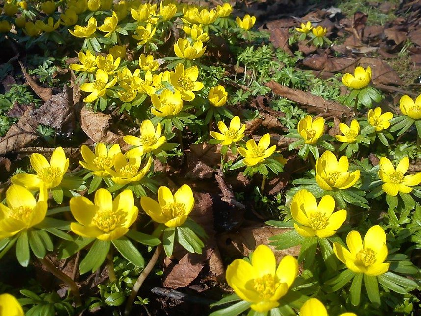 Fr&uuml;hling gefunden