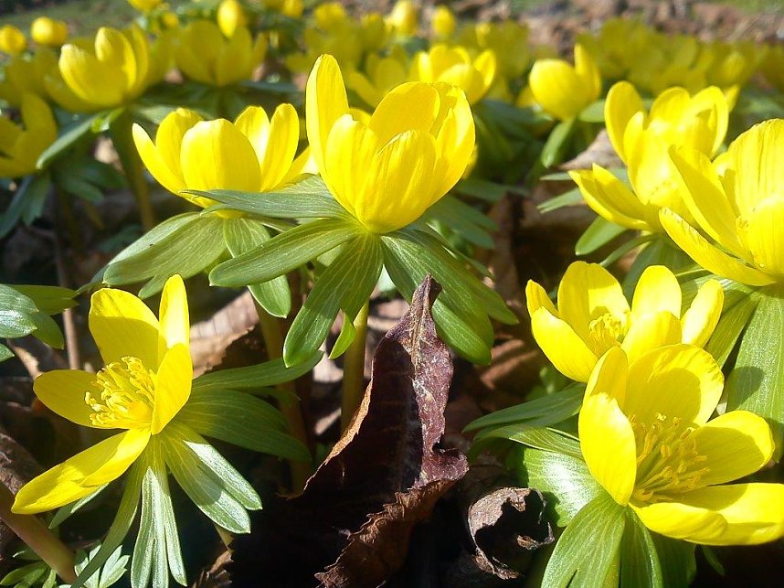 Fr&uuml;hling gefunden