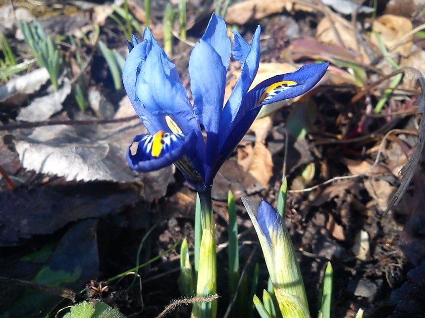 Fr&uuml;hling gefunden